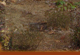 Click for larger view